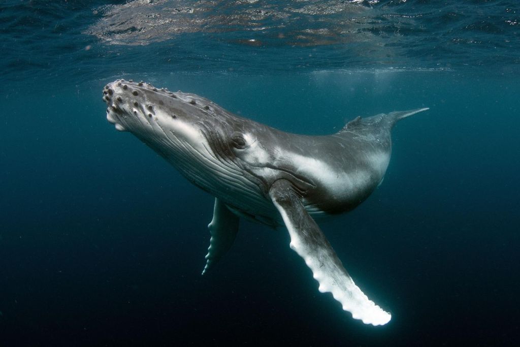 Humpback whale swimming close to the surface (© whalewatchingmauritius.com) Humpback whale swimming close to the surface (© whalewatchingmauritius.com)