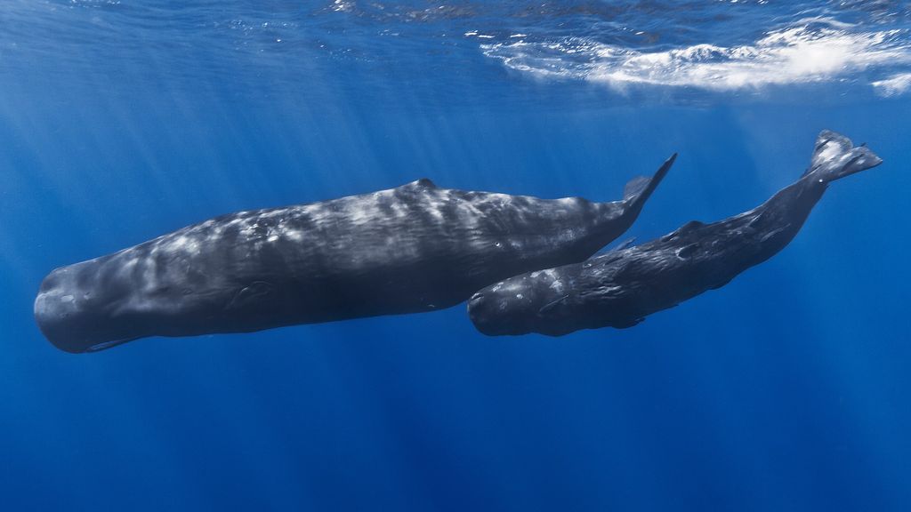 A mother sperm whale and her calf off the coast of Mauritius (© Gabriel Barathieu, CC BY-SA 2.0) A mother sperm whale and her calf off the coast of Mauritius (© Gabriel Barathieu, CC BY-SA 2.0)