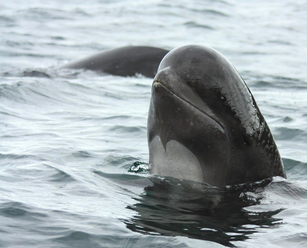 Long-finned pilot whale spyhopping in Cape Breton Island, Nova Scotia, Canada (© Barney Moss, CC BY 2.0) Long-finned pilot whale spyhopping in Cape Breton Island, Nova Scotia, Canada (© Barney Moss, CC BY 2.0)