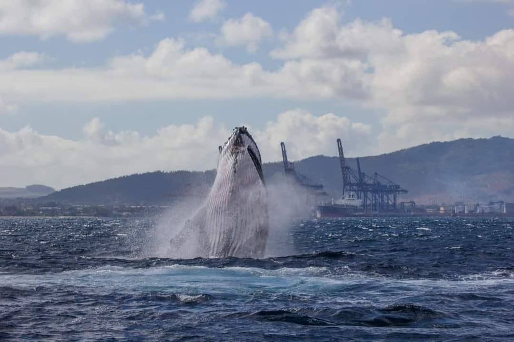 Humpback whale spotted in front of the industrial port of Port Louis (© Torres Mungur) Humpback whale spotted in front of the industrial port of Port Louis (© Torres Mungur)